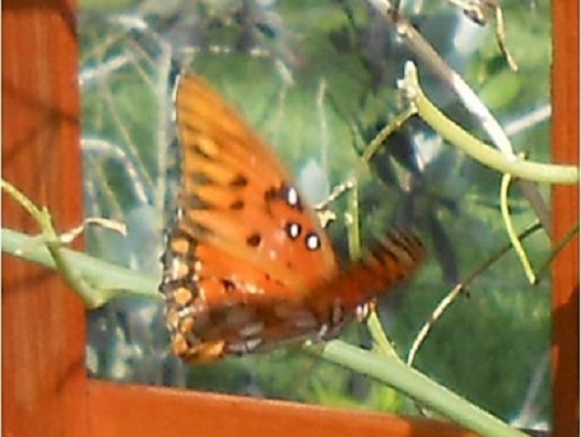 Butterfly Garden